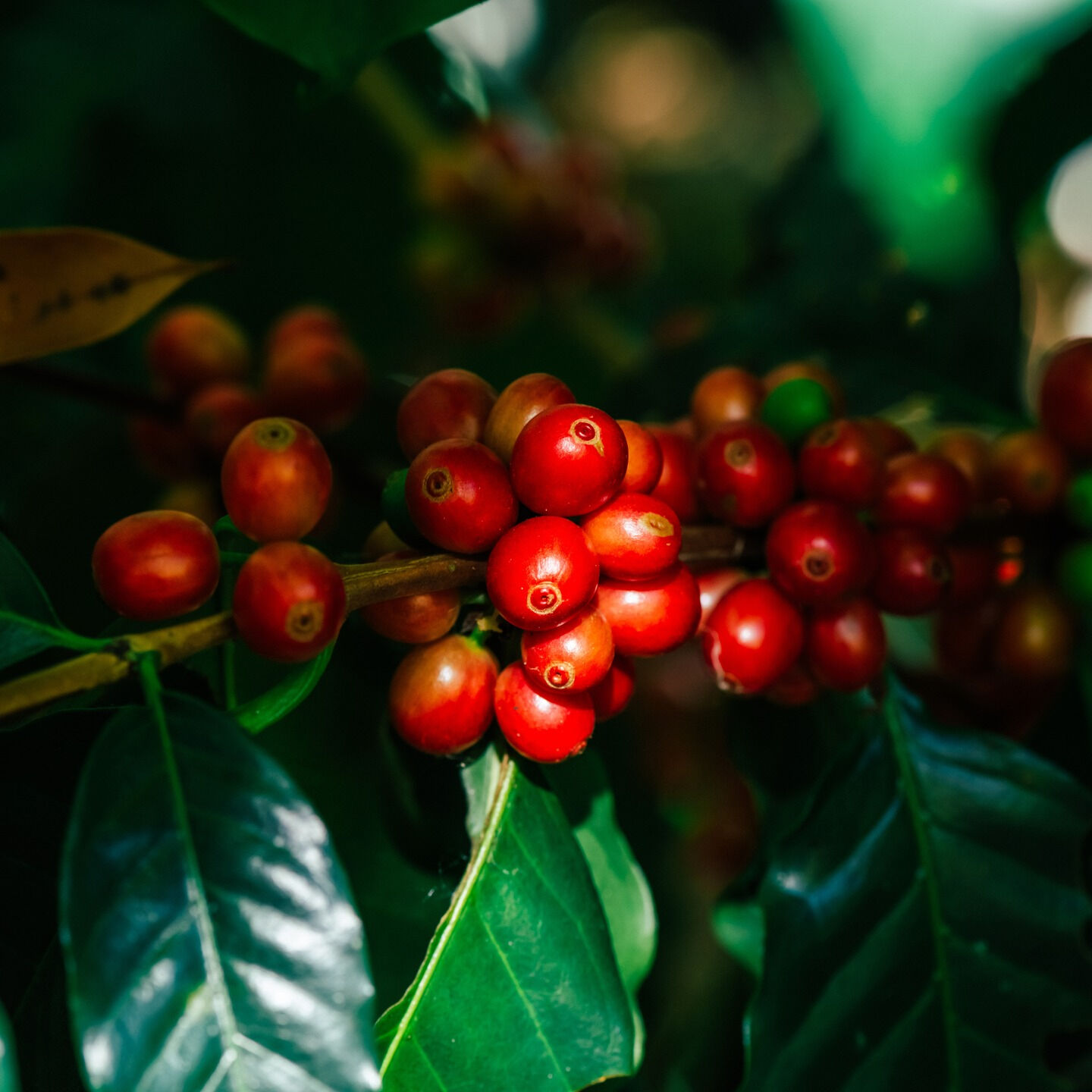 ポリリンホワイトニングは、コーヒーや紅茶、ワインなどの飲み物